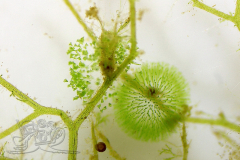 Knipskrakes-Bino-20241019171627185x