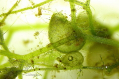 Knipskrakes-Bino-20241019171718851x