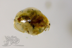 Knipskrakes-Bino-20241019172032497x