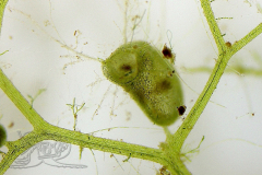 Knipskrakes-Bino-20241019172237220x