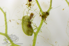 Knipskrakes-Bino-20241019172254341x