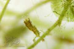 Knipskrakes-Bino-20241019172531172x