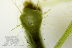 Knipskrakes-Bino-20241019172927268x