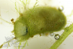 Knipskrakes-Bino-20241019173008086x