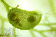 Knipskrakes-Bino-20241019173317730x