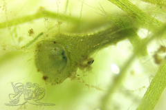 Knipskrakes-Bino-20241019173654277x