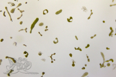 Knipskrakes-Bino-20241031154322532x