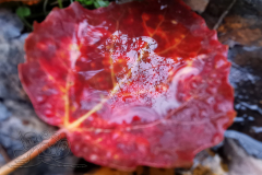 IMG_20241102_102140x