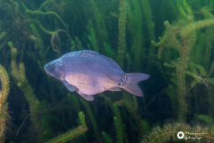 Ronny_DSC_2619