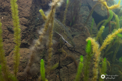 Ronny_DSC_2635