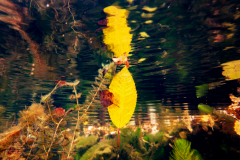 DSC03205x