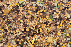 IMG_20241120_081738x