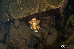 Ronny_DSC2655
