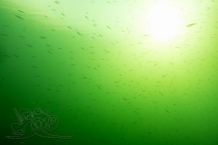 DSC03572x