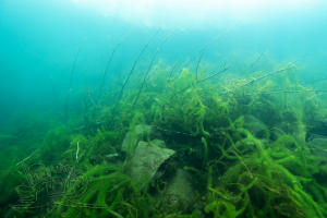 250326 Gewässererkundung