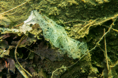 DSC05225x