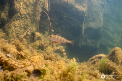 Ronny_DSC3152