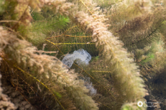 Ronny_DSC3154