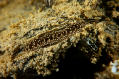 DSC05338x
