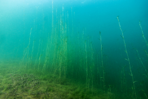 250524 Moritzsee