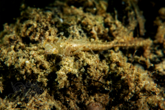 DSC06229x