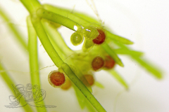 Knipskrakes-Bino-20250602204936830x