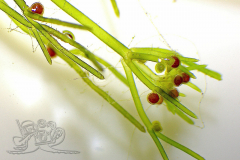 Knipskrakes-Bino-20250602205022542x