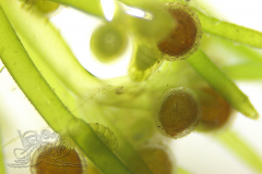 Knipskrakes-Bino-20250602205117231x