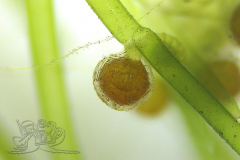 Knipskrakes-Bino-20250602205128879x