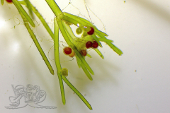 Knipskrakes-Bino-20250602205318893x