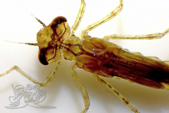 Knipskrakes-Bino-20250602205503597x