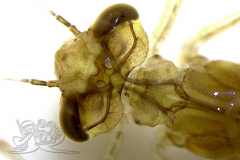 Knipskrakes-Bino-20250602205518877x