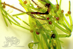 Knipskrakes-Bino-20250602210327215x