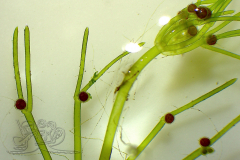 Knipskrakes-Bino-20250602210405710x