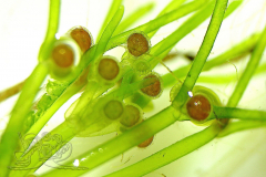 Knipskrakes-Bino-20250602210454892x