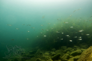 250725 Gewässererkundung