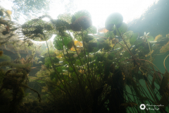 Ronny_DSC3261