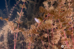 Ronny_DSC3390