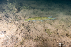 Ronny_DSC3399