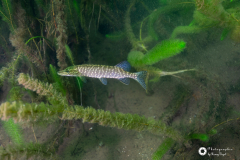 Ronny_DSC3489