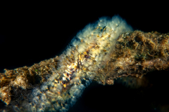 DSC09130x