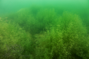 251102 Moritzsee