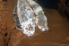 Ronny_DSC3530