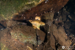 Ronny_DSC3543