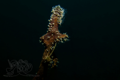 1_DSC09544x