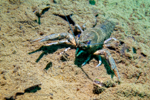 260306 Gewässererkundung