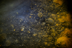 DSC09726x