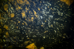 DSC09740x