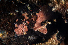 DSC00047x