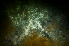 DSC00648x